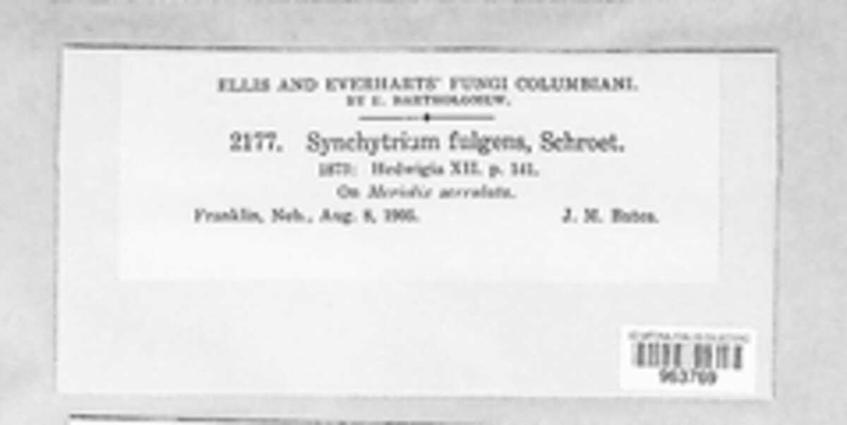 Synchytrium fulgens image